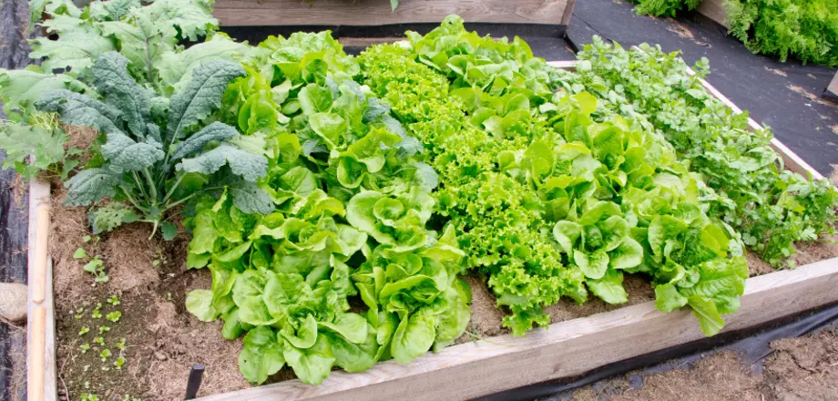 Prep your vegetable patch