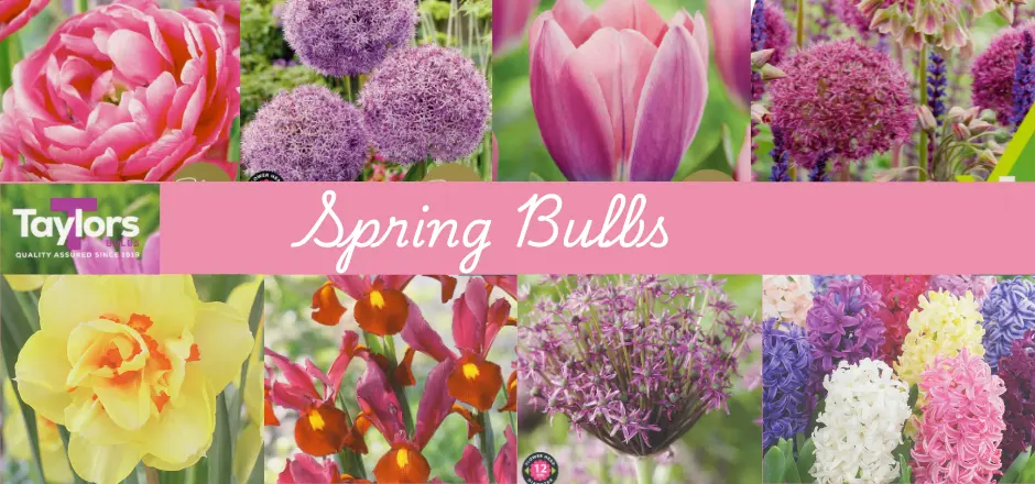 Spring Bulbs Are Here