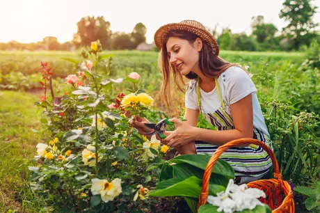 Here's how to create your own cut flower garden