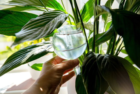 How to use watering globes for houseplants