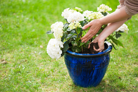 Summer Garden Maintenance Tips
