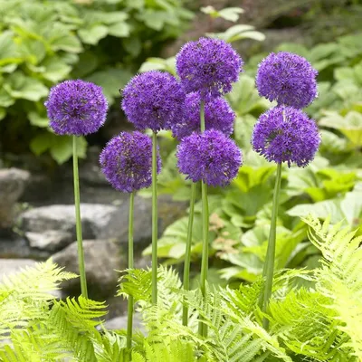 Allium Aflatunense Purple Sensation