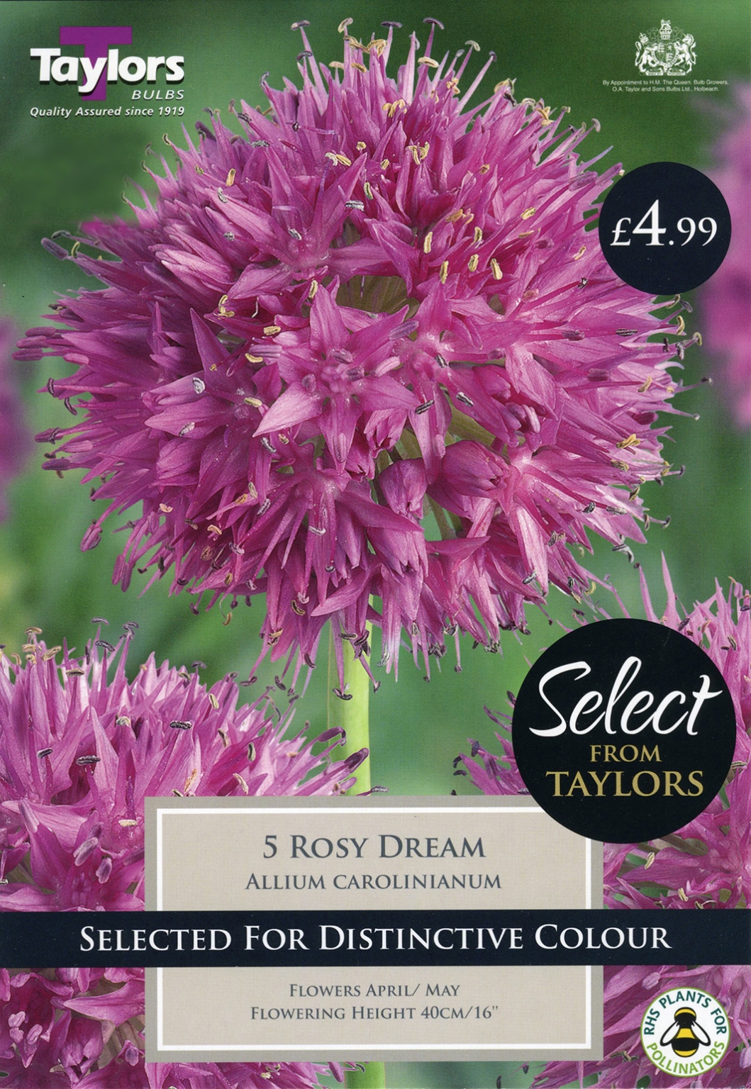 Allium Carolinianum Rosy Dream 6Up - Jones Garden Centre