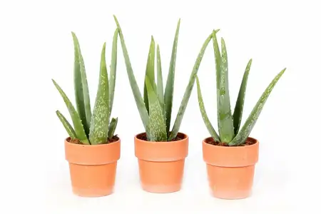 Aloe vera  13 cm terracotta