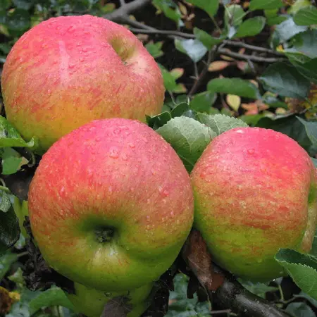 Apple Bramley Seedling 10Lt