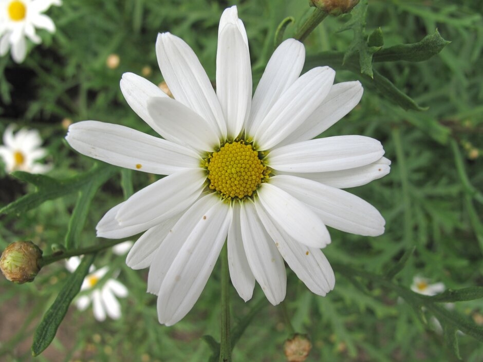 Argyranthemum Frutescenswhite P18 Jones Garden Centre 