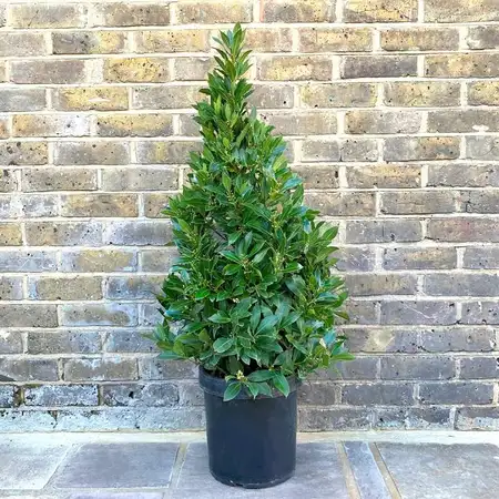 Bay Laurel Pyramid 120cm p25