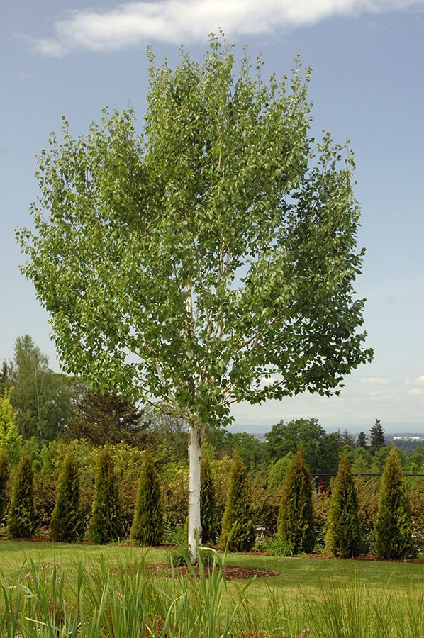 Betula Jacquemontii 10Lt Jones Garden Centre