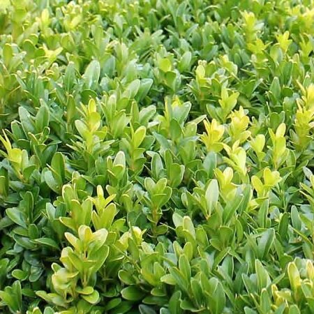 Buxus Sempervirens P13, Square