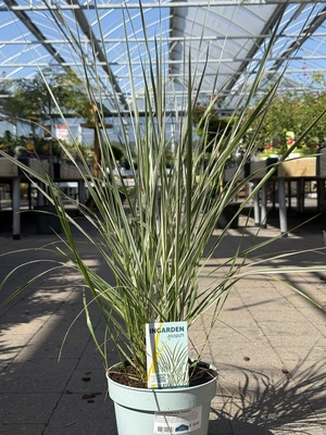 Calamagrostis acut. 'Overdam' 2L, blue pot