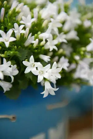 Campanula 'Ambella® White'²  P12