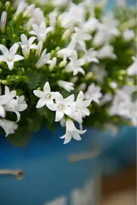 Campanula 'Ambella® White'²  P12