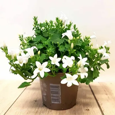 Campanula port. 'Porto Ice White'  P11