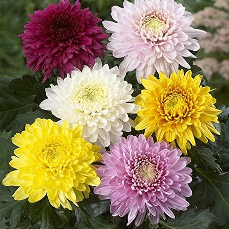 Chrysanthemum (GM) 'Carnaval'  P13