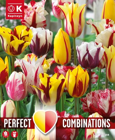 Combi Tulip Fireworks Blend