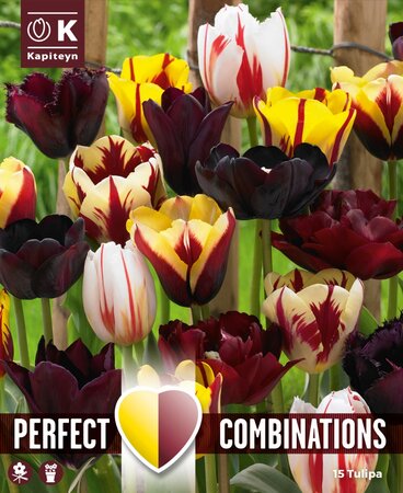 Combi Tulip Mystic Blend