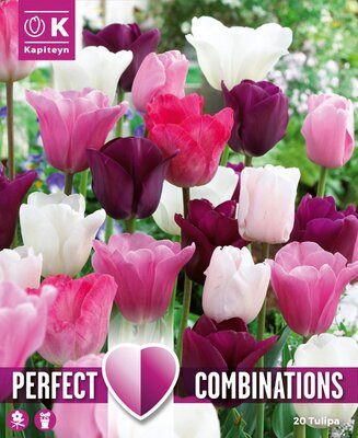 Combi Tulip Pink, White And Purple Blend