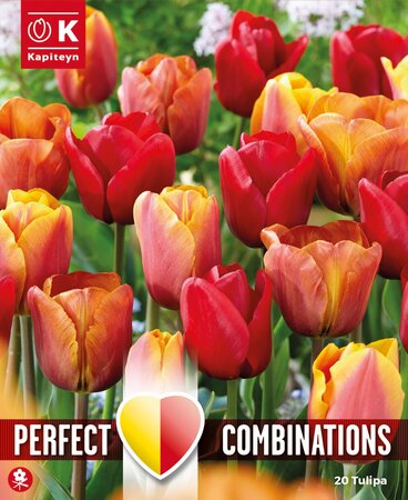 Combi Tulip Red-Orange-Yellow Blend