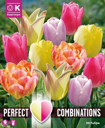 Combi Tulip Soft Tones Blend