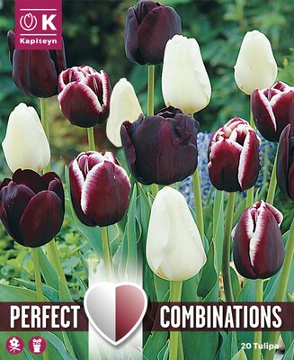 Combi Tulip Triumph Black Blend