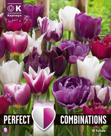 Combi Tulip Violet & White Blend