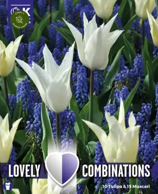 Combi  Tulip White & Muscari Blue