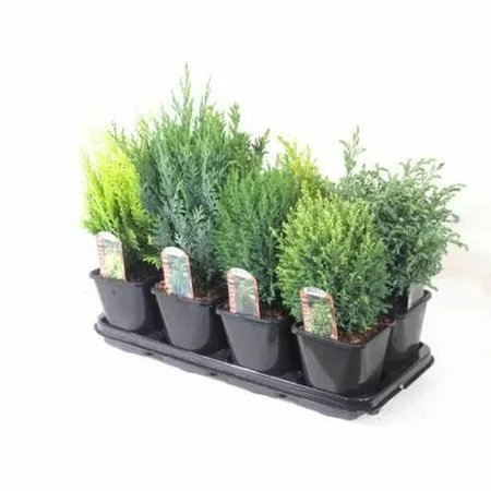 Conifer upright mix  2L, square pot