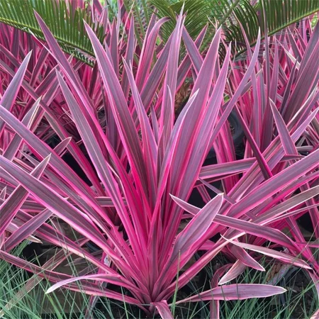 Cordyline Pink Passion 2L