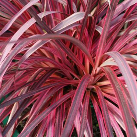 Cordyline Salsa 2Litre