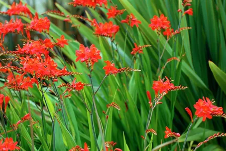 Crocosmia 'Lucifer' 2L