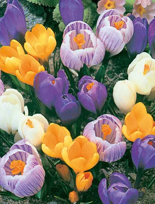 Crocus Specie Mixed Colours