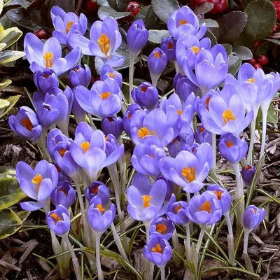 Crocus Tommasinianus SE 5up