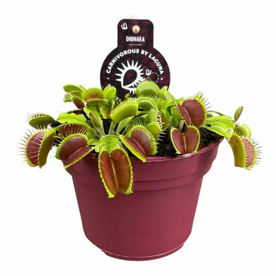 Dionaea muscipula 'Venus Flytrap' P12