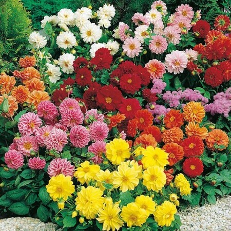 Extra Value Dahlia Mixed Seed