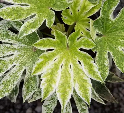 Fatsia japonica 'Spider's Web'  4 Ltr pot