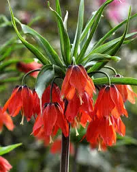 Fritillaria Imperialis Red