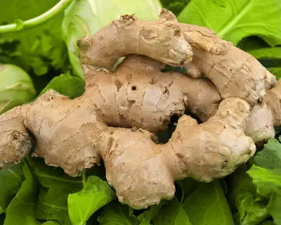 Ginger Zingiber Officinale