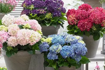 Hydrangea macrophylla mix*  P23, 10+ flwr.