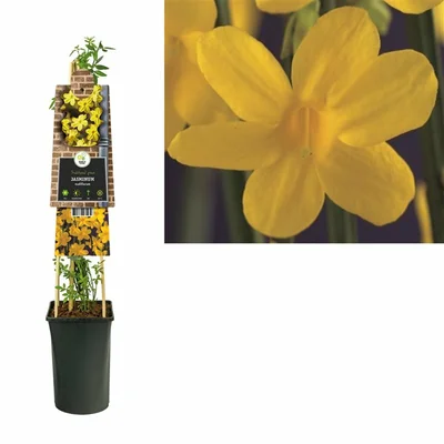Jasminum nudiflorum S-pot®(2,25 L)