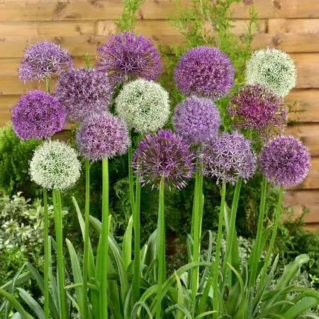 Landscape Bag Allium Largeflowering Mixed Colours