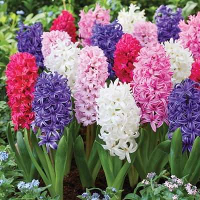 Landscape Bag Hyacinth Mixed