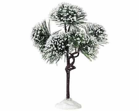 Mountain Pine, Medium