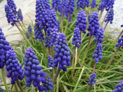 Muscari Armeniacum Bio