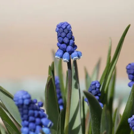 Muscari Armeniacum TP 7-8cm