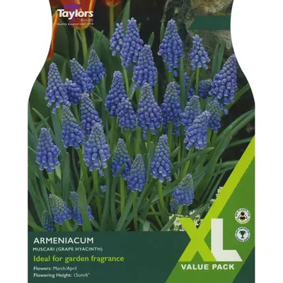 Muscari Armeniacum XL 6-7cm