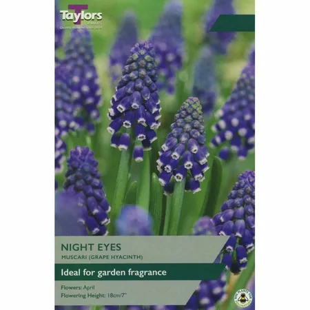 Muscari Night Eyes 6+ Pre- Pack