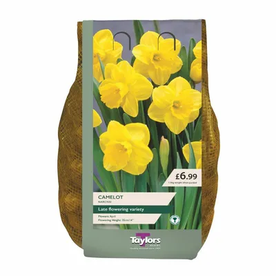 Narcissi Camelot Carri-Pack  12-14cm