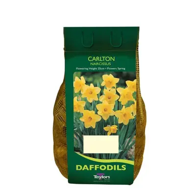 Narcissi Carlton Carri-Pack