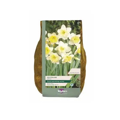 Narcissi Ice Follies Carri-Pack