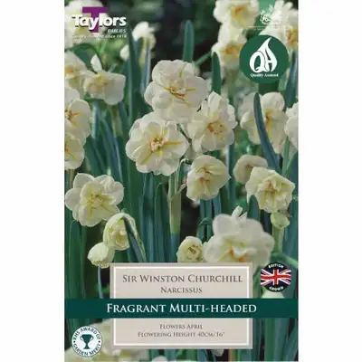 Narcissi Sir Winston Churchill 12-14